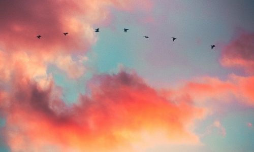 Graphiste intuitive contact